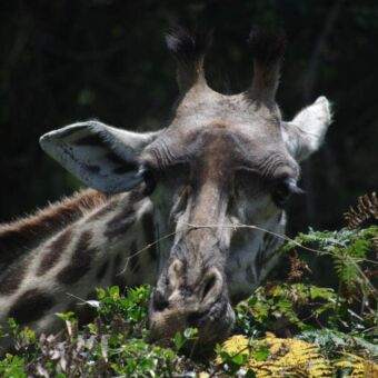 close up van een giraffe kop. Hij kijkt je recht aan.