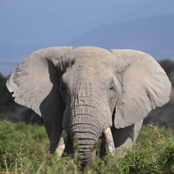 Grote kop van een olifant die je recht aankijkt. De rest van het lijf is niet te zien door het hoge gras