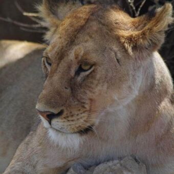 Jonge leeuwin liggend en die voor zich uit kijkt