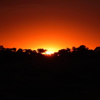 Oranje gloed van een zonsondergang achter een bos