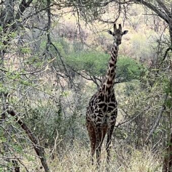 Giraf die in de schaduw staat van een boom