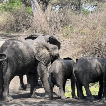 Langs de kant van de weg een groep olifanten die het bos in gaan lopen