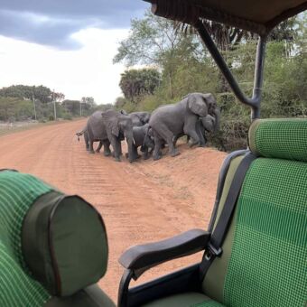 Kudde olifanten die net de weg is overgestoken vanuit de open safari gezien