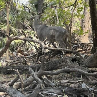 Mannetjes Kudu tussen de bosjes
