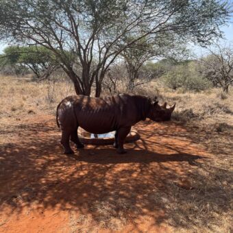 Neushoorn onder een boom in Mkomazi