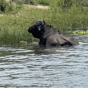 Buffel die in een grote poel ligt af te koelen