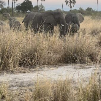 kudde olifanten in het hoge gele gras in Ruaha national Park Tanzania