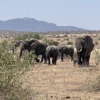 kudde olifanten die in het dorre gele gras lopen