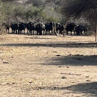 grote groep buffels die je aankijken