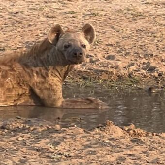 In een plas water ligt een hyena voor verkoeling