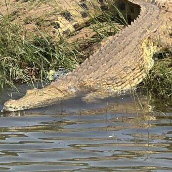 krokodil die het water inglijd