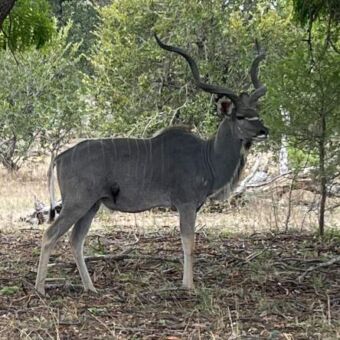 Mannetjes Kudu die in de schaduw staat van een boom