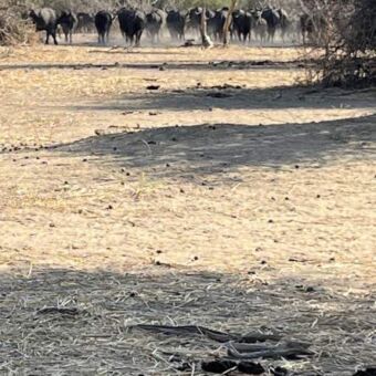 grote groep buffels die weg rent