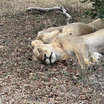 Twee diep in slaap liggende leeuwinnen