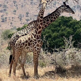 Twee giraffes in de schaduw van een boom