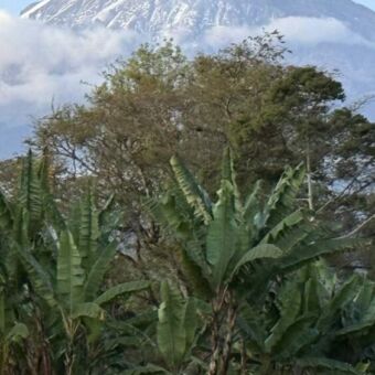 De witte top van de kilimanjaro vanuit een lodge